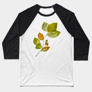 Beech leaves Baseball T-Shirt